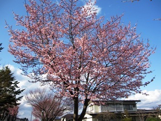 桜.jpg