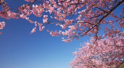 さくらさく.jpg
