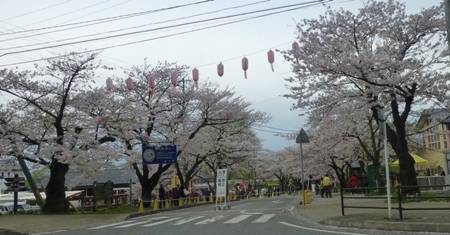 サクラ2013.JPG
