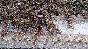 DSC_0143.jpg