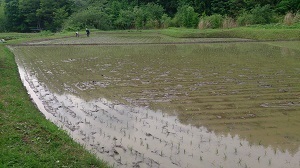 田植え1.jpg