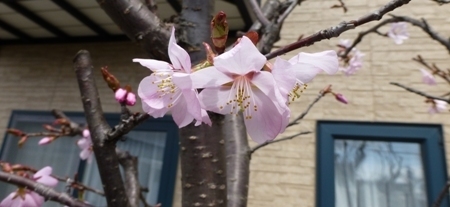 sakura.JPG