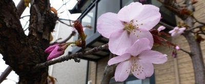 桜2012.JPG