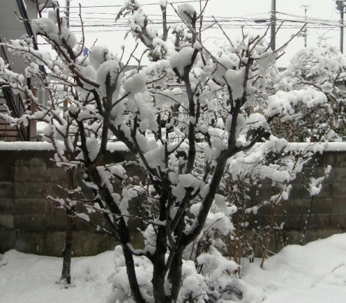 雪.JPG