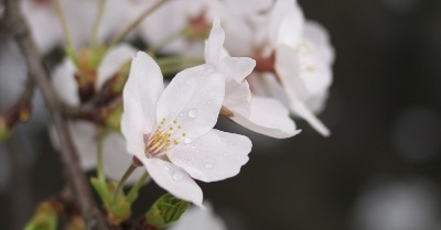 花花花.jpg