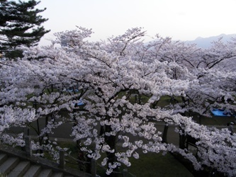 綺麗02.JPG